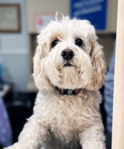 A small, fluffy white dog sitting attentively in a dental office setting.